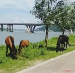 之前违规饲养在株洲湘江风光带的马匹。视频截图