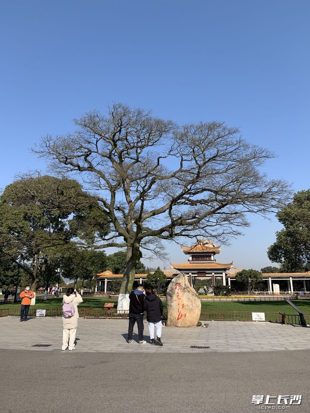 采访当天，记者在橘子洲头拍摄的古朴树。长沙晚报全媒体记者 洪虹 摄