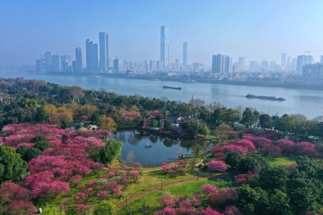 橘子洲梅园内梅花盛开。均为通讯员 王萍 摄
