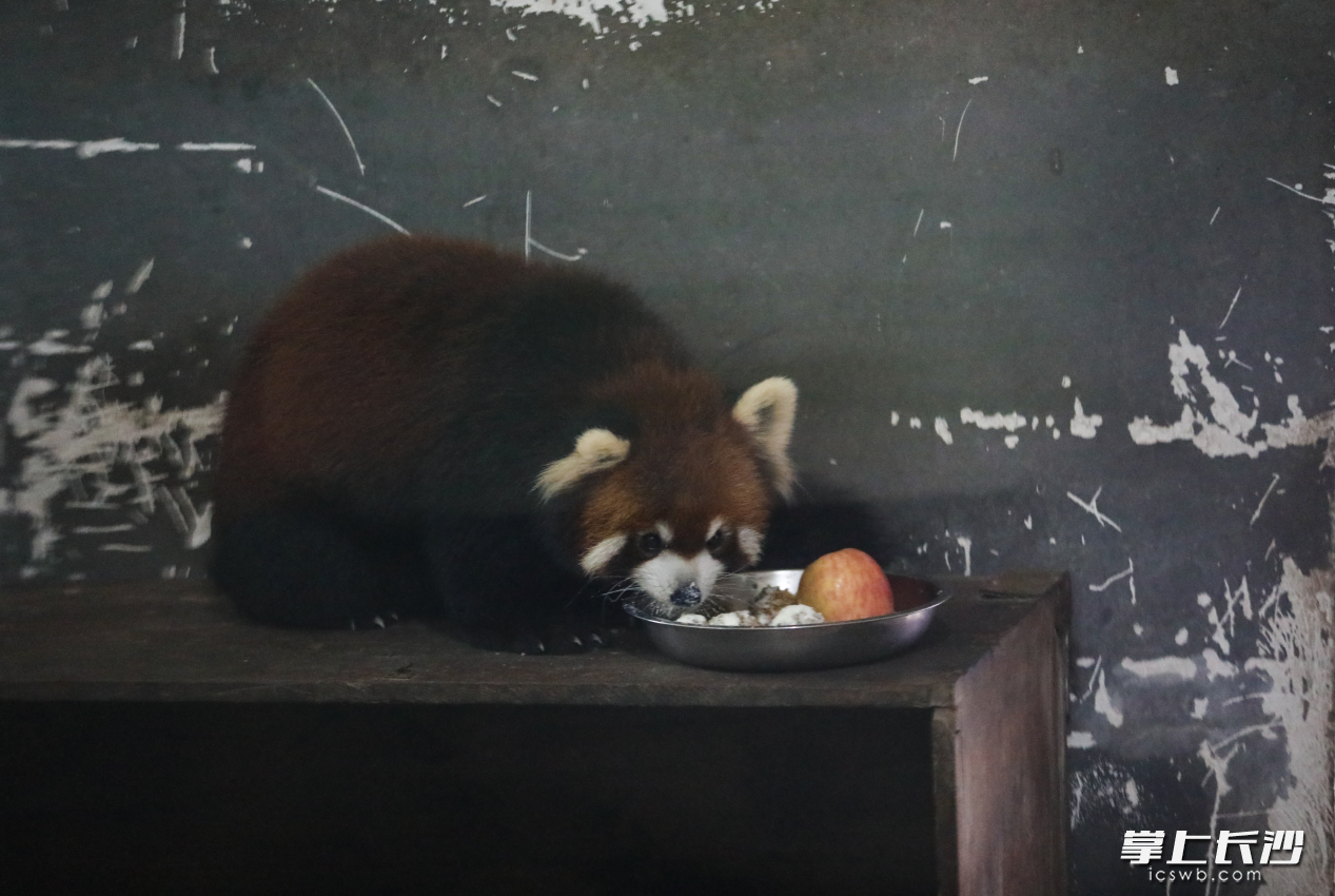 气温骤降，小熊猫栖息在室内品尝美食。