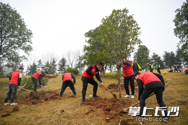 近日，中建三局总承包公司志愿者来到沙湾公园义务植树基地，开展“植树扬清风，共筑廉洁林”的义务植树活动。长沙晚报全媒体记者 陈焕明 通讯员 胡大伟 肖洪迪 摄影报道