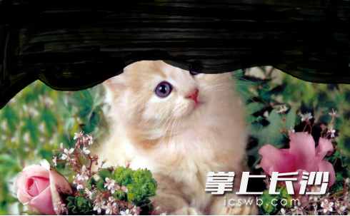 上方的视野像是被“窗帘”挡住。