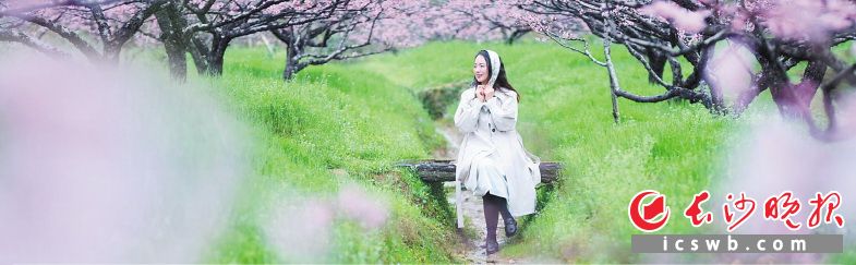 大围山镇水果基地桃花盛开，预示着新一年的丰收。