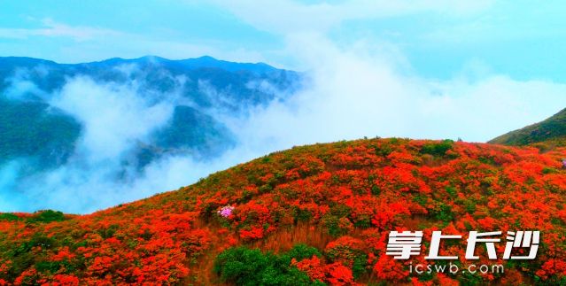 杜鹃花漫山红遍。（资料图均为大围山森林公园提供）