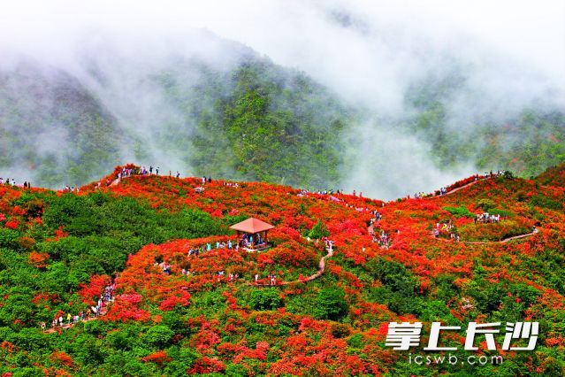 待到春深，大围山上杜鹃红遍。资料图片