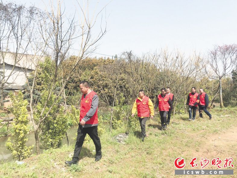 跳马镇杨林新村与株洲石峰区的茅太新村组成“守护绿心联动队”，两地党员志愿者一同呵护绿色家园。长沙晚报通讯员 高兴 摄