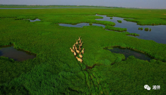 麋鹿群奔跑在东洞庭湖国家级自然保护区内。