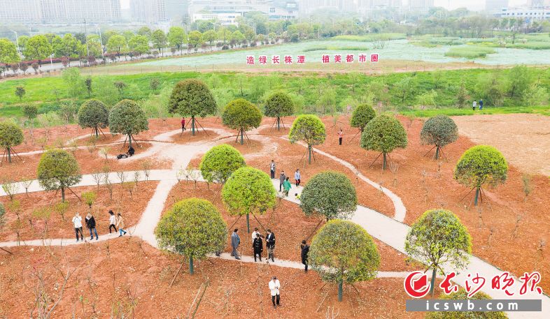 长株潭三市融城核心区天心区融城公园，众多市民在此游玩拍照。3月12日，长株潭三市市委书记共同在此栽下了“同心树”。长沙晚报全媒体记者 邹麟 摄