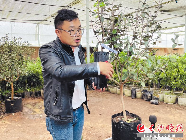 宋希在育苗棚内开直播，分享果苗种植技巧。长沙晚报全媒体记者 李静 摄
