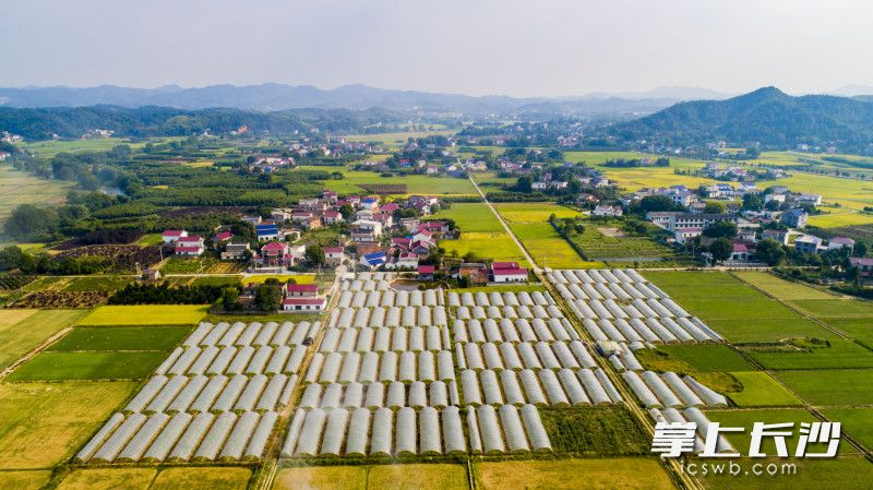 浏阳市官桥镇成片的苗木扮靓了美丽乡村，在扶贫队帮助下，苗木种植打开了市场，给村民带来了实际的效益。