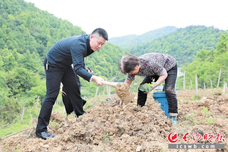 看着村民在种果苗，王欢几个大步爬上了坡，拿起一把锄头就帮着挖坑。长沙晚报全媒体记者 张禹 摄