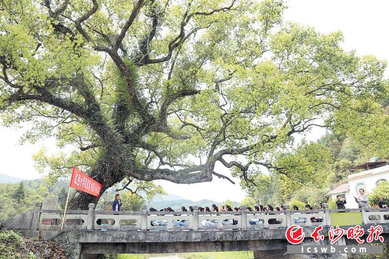 退休教师王箕诚是烈士王球述的孙子，在烈士牺牲的古樟树下，他已经为当地中小学生上了三次特殊的党史教育课。受访者供图