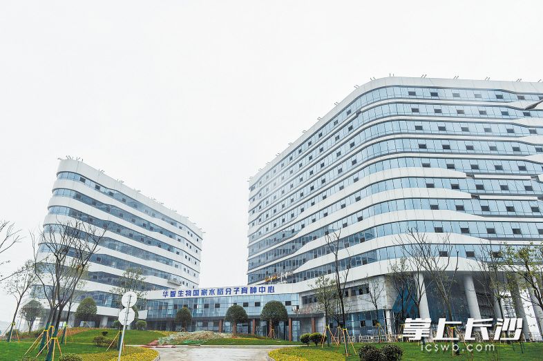 在人民东路与合平路交会处，崛起一座国家级育种研发平台——华智水稻分子育种中心。 长沙晚报全媒体记者 邹麟 摄