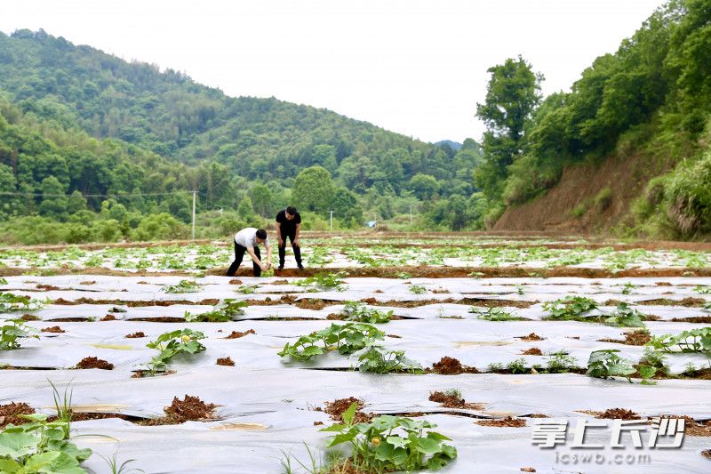浏阳沙市镇桃源村，通过清理闲置宅基地复垦的一片土地上，种上了蔬菜。长沙晚报全媒体记者 颜开云 摄