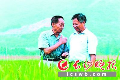 袁隆平与搭档罗孝和，话题总离不开超级杂交稻。 王精敏 摄