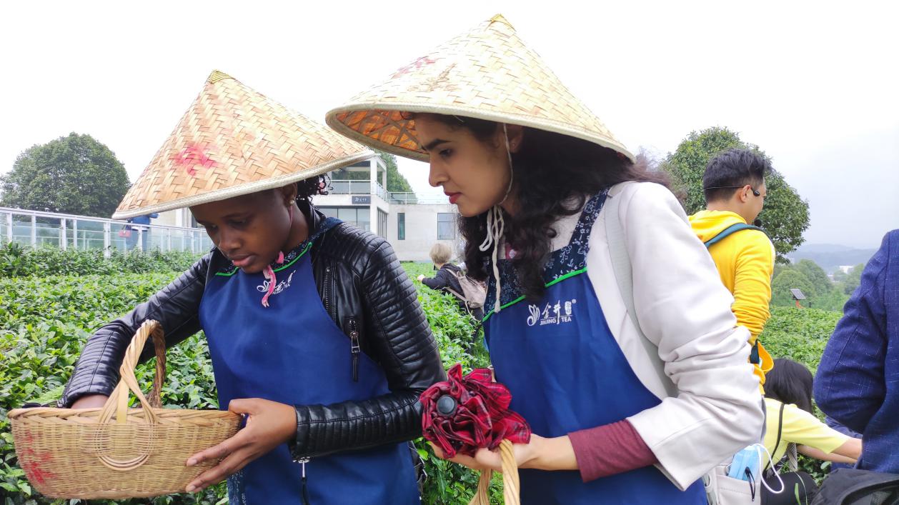 两位女读者在体验采茶。