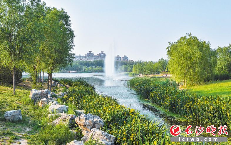 提质改造后的马家湾湿地公园，水清岸绿，精致精美。