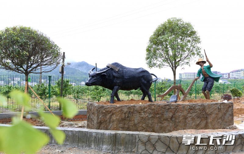 从去年起，蕉溪镇启动“万人植树造绿、共建美丽蕉溪”行动。图为田间春耕雕塑。长沙晚报全媒体记者 颜开云 摄
