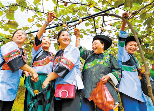 湘西土家族苗族自治州花垣县双龙镇十八洞村村民在采摘猕猴桃。十八洞村新时代乘势而上，绘就乡村振兴蓝图，跑出致富奔小康“加速度”。龙爱清摄（中经视觉）