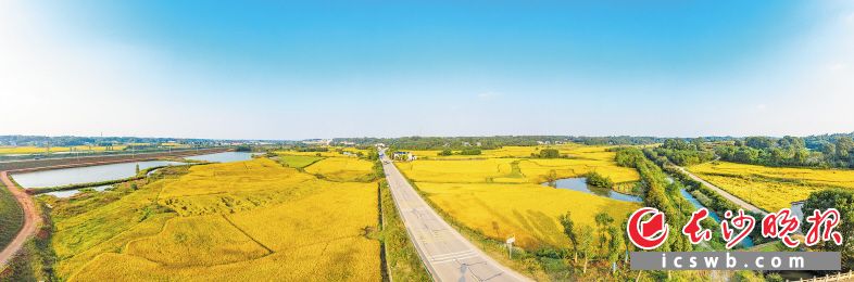 2020年，长沙实现农林牧渔业总产值722.2亿元，比上年增长4.1%，创近年最好水平。长沙晚报全媒体记者 陈飞 摄