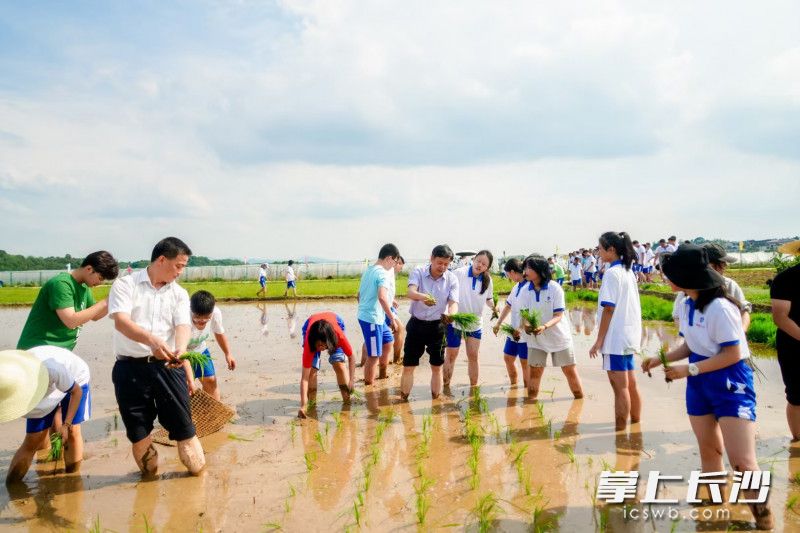 前来看望学生的谢永红和苏建祥两位校长挽起西裤，脱下皮鞋，便下了田现场教学。