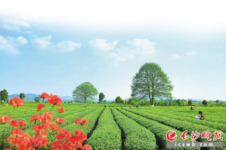 金井茶厂三棵树茶园。章帝 摄