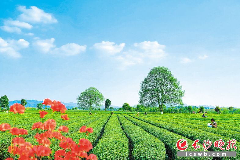 长沙县金井镇三棵树茶园一片翠绿，前来体验采茶乐趣的游客络绎不绝。长沙晚报通讯员 章帝 摄