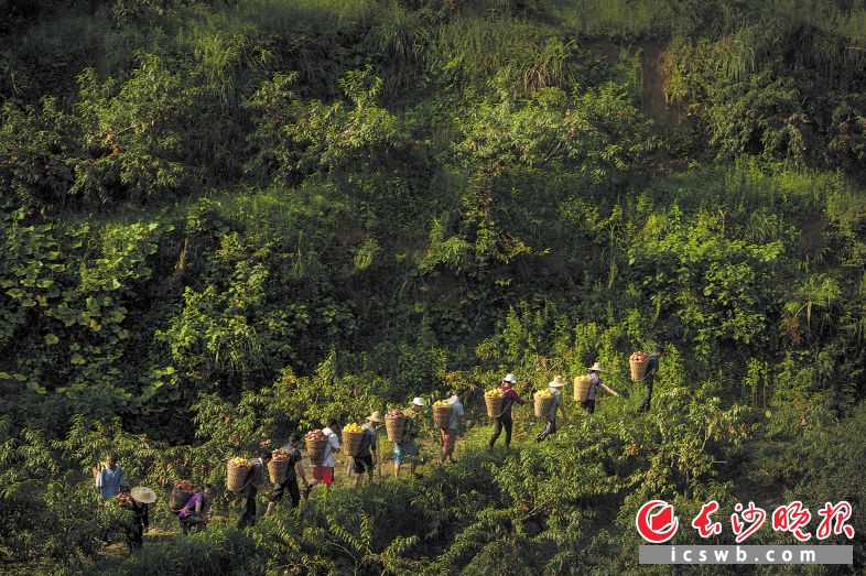 清晨，龙山县洗车河镇三个堡村的农户们从黄桃基地摘下满筐金黄的桃子。除了土地入股分红之外，合作社按每天100元给他们开工资。