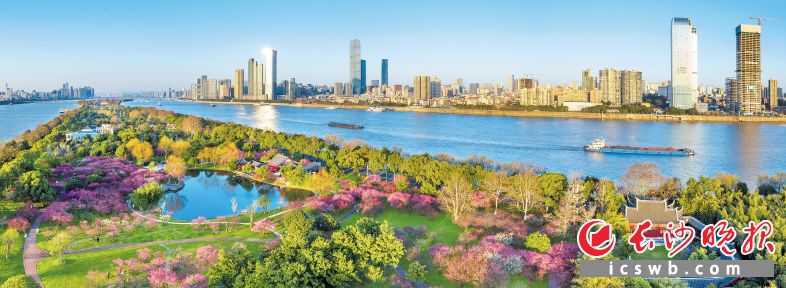 　色彩缤纷的橘子洲。除署名外均为岳麓区委宣传部 供图