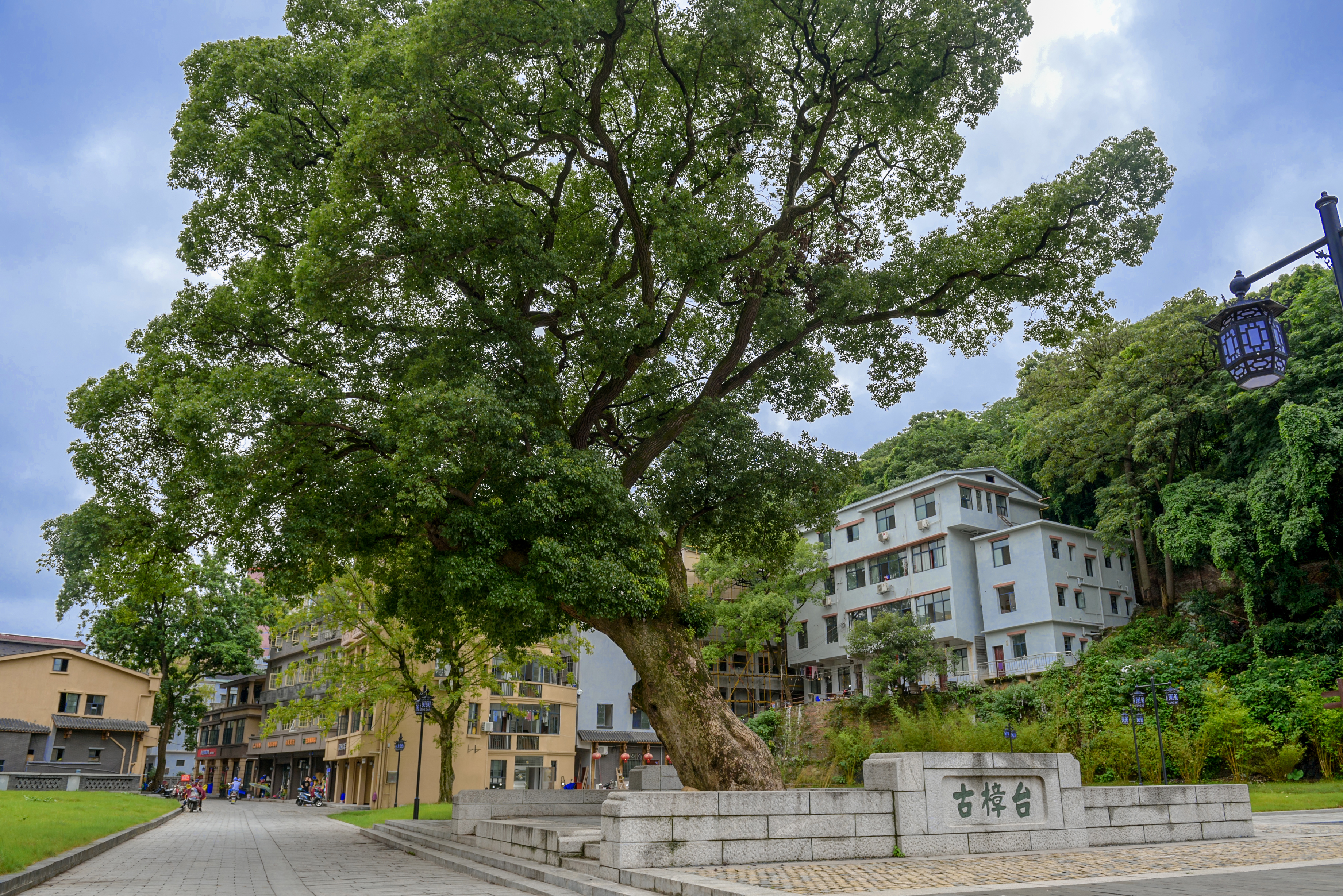 老城区白沙液街改造，百年香樟就地保留，成为一景。长沙晚报全媒体记者 陈飞 摄