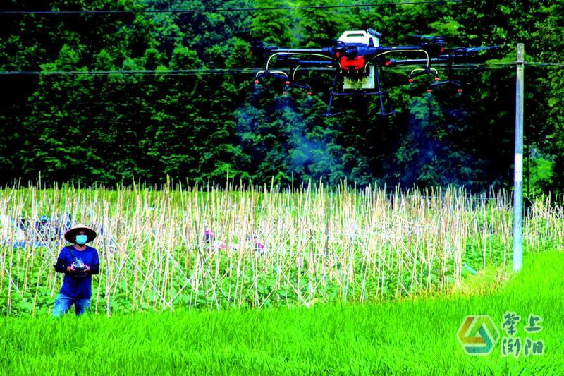 曾祥检操作无人机在稻田上空喷洒药剂。罗文浏摄
