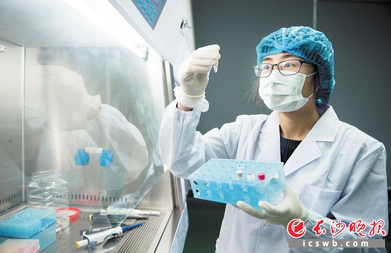圣湘生物实验室里，毕业于牛津大学的80后女博士任小梅正在进行着新冠病毒核酸检测试剂的调配优化。长沙晚报全媒体记者 邹麟 摄