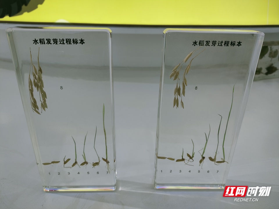 水稻发芽标本。