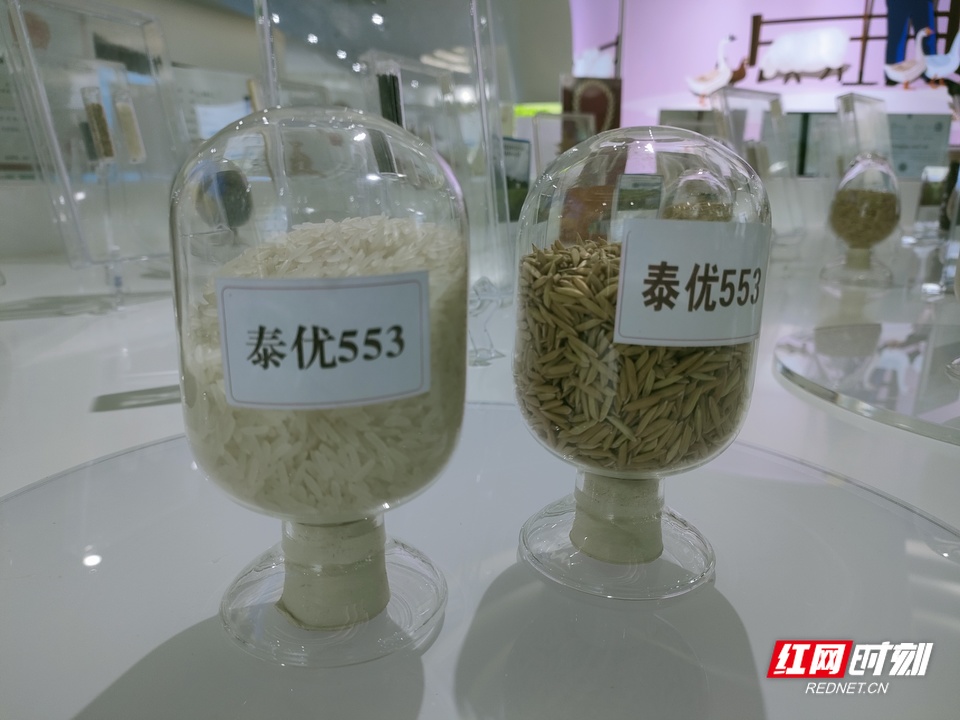 优质水稻种子品种。
