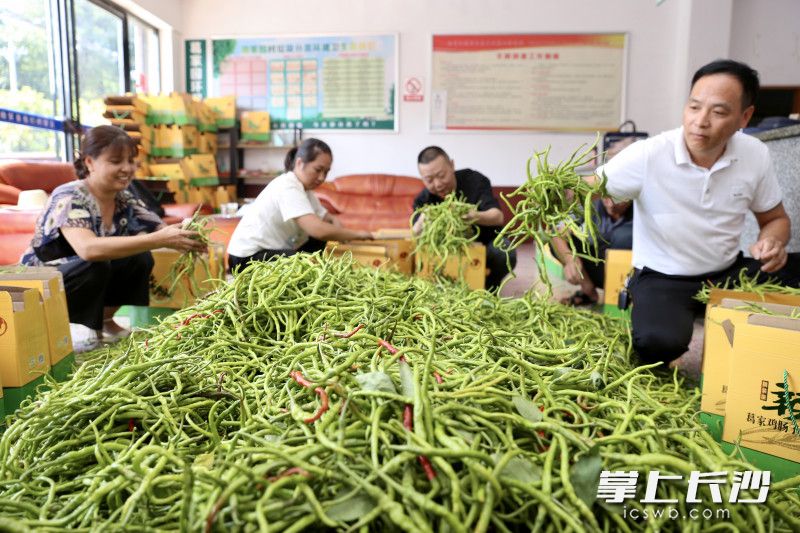 对鸡肠子辣椒进行统一打包，当天有200多盒订单。