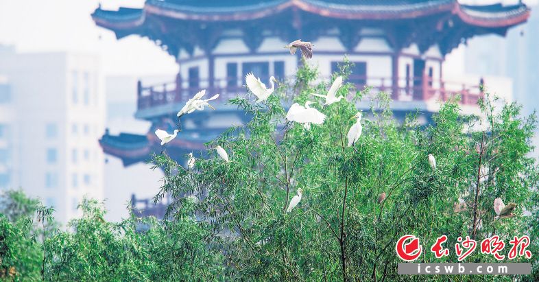 洋湖湿地公园是中部地区最大的城市湿地公园，不断提质改造后，生态体系日趋完善，引来了众多鸟类在此栖息繁衍。长沙晚报全媒体记者 罗杰科 摄