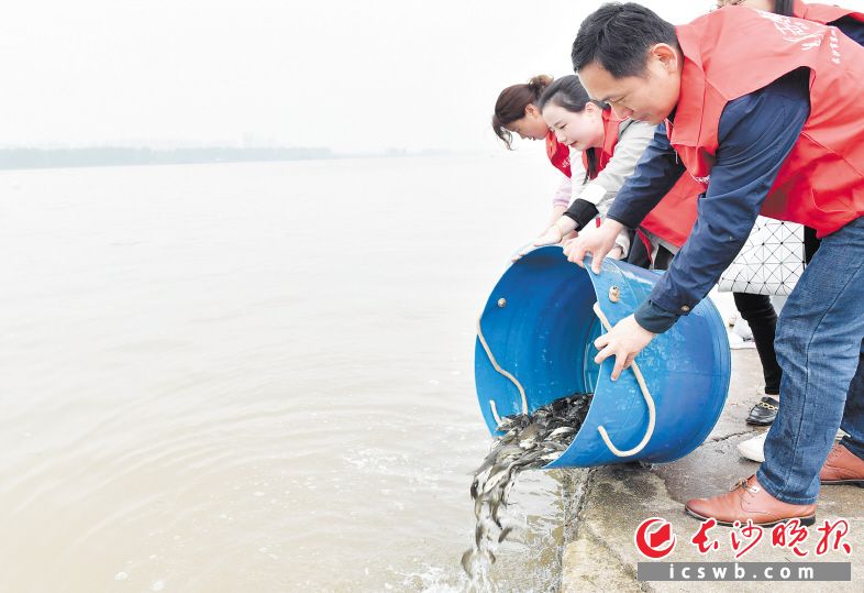 在湘江增殖放流活动上，志愿者正在放鱼。长沙晚报全媒体记者 邹麟 摄