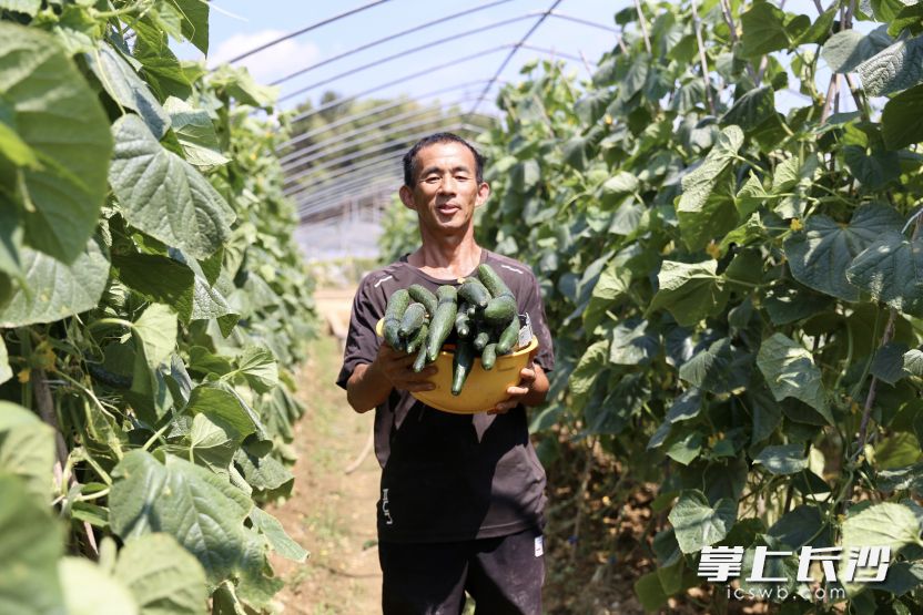 村民熊顺辉通过种植蔬菜，每年纯收入有10多万元。   长沙晚报全媒体记者 颜开云 摄