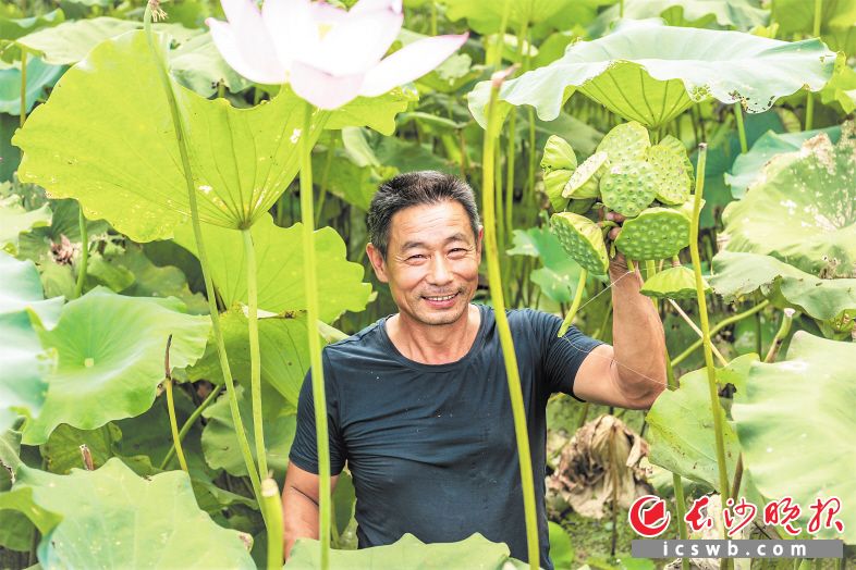 在流沙河镇合兴村荷花基地，负责人陈认清开心地采摘莲蓬。