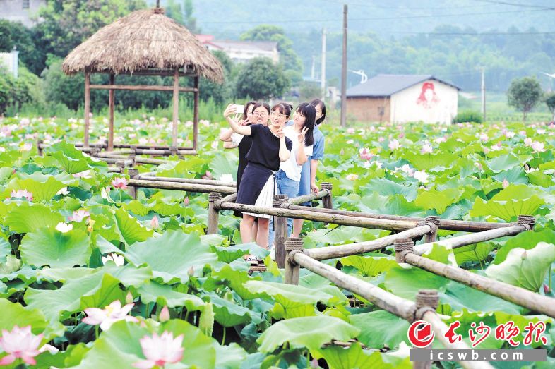 望城茶亭镇九峰山村荷花盛开，游客们争相来打卡。贺文兵 摄