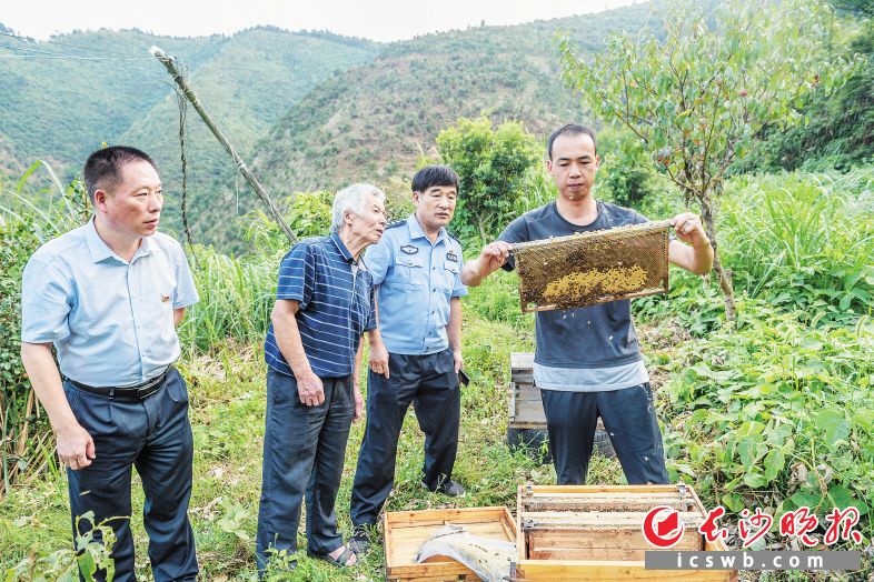 通过种植油茶、养羊、养蜂以及外出务工，老曾一家终于在2018年摘下“贫困帽”。 均为长沙晚报全媒体记者 陈飞 摄