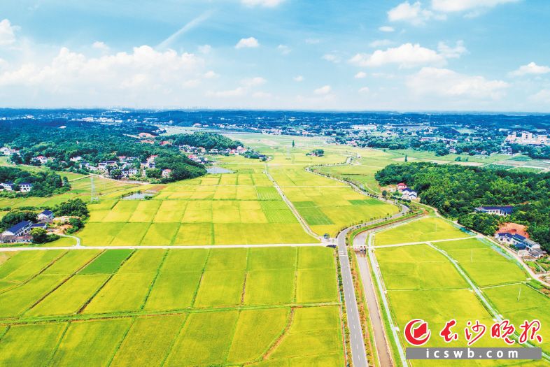 春华万亩粮食生产基地“丰景”如画。王深虎 摄