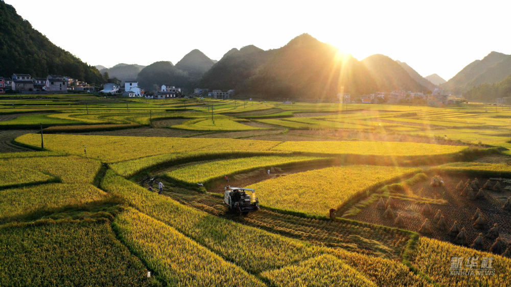 △贵州省安龙县招堤街道海庄村村民驾驶收割机收割水稻（2021年9月12日摄，无人机照片）。