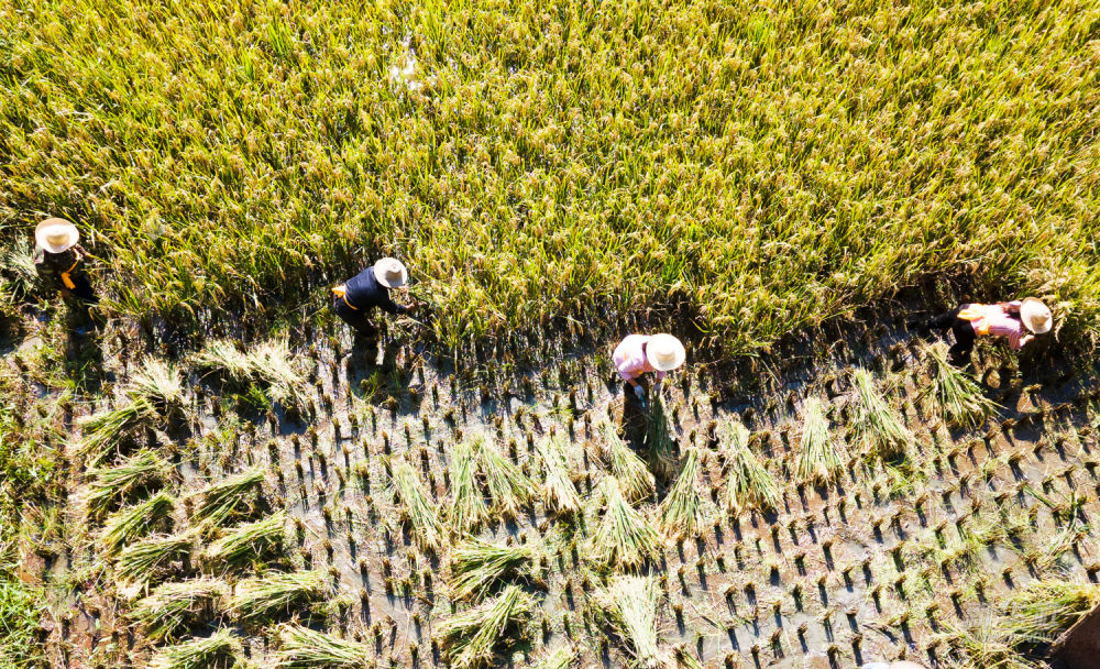 △陕西省安康市平利县西河镇女娲山村村民们在水田里收割水稻（2021年9月20日摄，无人机照片）。