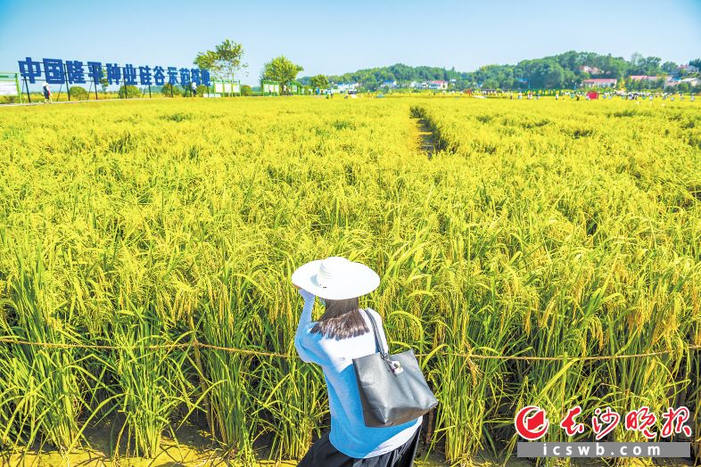 长沙县路口镇隆平稻作公园里，“巨型稻”长势良好，它们的“平均身高”超过了1.8米。长沙晚报全媒体记者 陈飞 摄