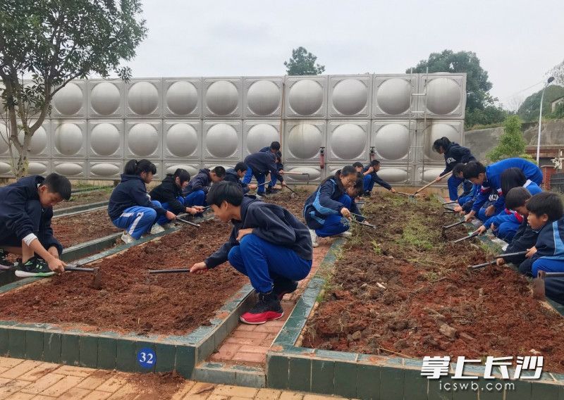 学生们在各组的“责任田”里忙活了起来。均为长沙晚报全媒体记者刘俊摄