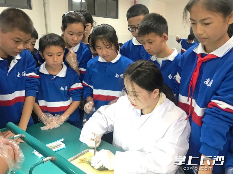 张梦芯向学生示范解剖。
