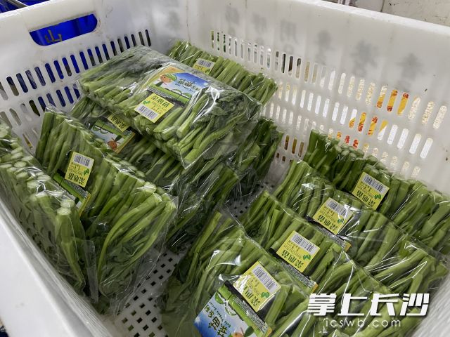 东升农场供港菜心苗