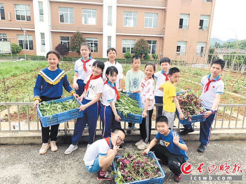 劳动实践让越来越多的孩子在劳动中享受收获的乐趣。长沙晚报全媒体记者 岳霞 摄