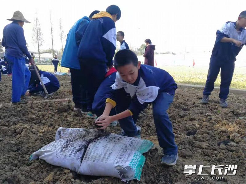 把营养土撒下，改良土壤。长沙晚报通讯员 袁竞芳 摄